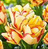 Bulbi Lalele Aquilla (Tulip)