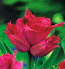 Bulbi Lalele Jetfire (Tulip)