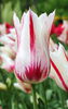 Bulbi Lalele Marilyn (Tulip)