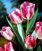 Bulbi Lalele Modern Style (Tulip)