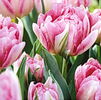 Bulbi Lalele Peach Blossom (Tulip)