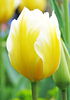 Bulbi Lalele Sweetheart (Tulip)