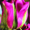Bulbi Lalele Violet Bird (Tulip)