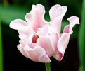 Bulbi Lalele Witty Picture (Tulip)