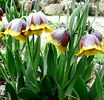 Bulbi Lalea Imperiala Michailoskyi (Fritillaria)