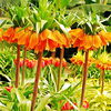 Bulbi Lalea Imperiala Aurora (Fritillaria)