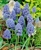 Bulbi Muscari Blue Spike