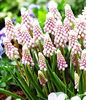 Bulbi Muscari Pink Sunrise