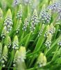 Bulbi Muscari Saffire
