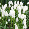 Bulbi Muscari White Magic