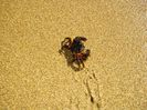 AMMES BEACH (23)