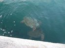 ARGOSTOLI TOWN (46)