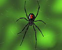 Latrodectus Mactans