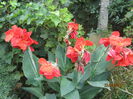 Canna indica