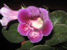 Picture My plants 819