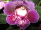 Picture My plants 823
