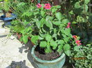 Lantana
