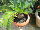 Cycas