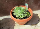 Sempervivum