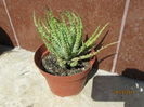 Aloe Humilis