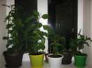 Picture My plants 833