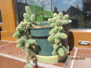 Chamaecereus silvestri