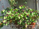 Oxalis