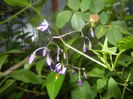 Solanum dulcamara (2014, June 15)