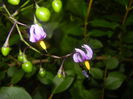 Solanum dulcamara (2014, June 15)