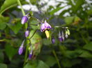 Solanum dulcamara (2014, June 23)