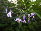 Solanum dulcamara (2014, July 08)