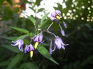 Solanum dulcamara (2014, July 08)