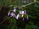 Solanum dulcamara (2014, July 08)
