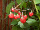 Solanum dulcamara (2014, July 19)