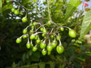 Solanum dulcamara (2014, July 19)