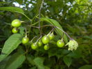 Solanum dulcamara (2014, July 19)