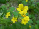 Oxalis stricta (2014, May 11)