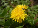 Dandelion (2014, March 24)