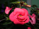 DSCN7525
