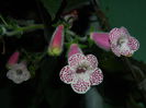 DSCN7526