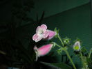DSCN7527