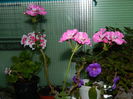 DSCN7528