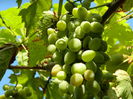 DSCN7543