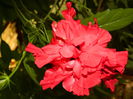 DSCN7546