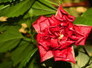 DSCN7549