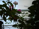 DSCN7591