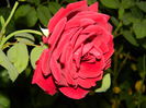 DSCN7681