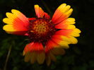 DSCN7685