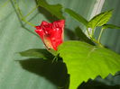DSCN7000