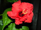 DSCN7066